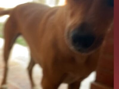 Se llama Nina , tiene 4 años y pesa 7 kg. Es mestiza