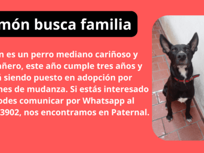 Simón está buscando un hogar