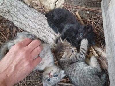 3 GATITOS 45 DIAS EN ADOPCION