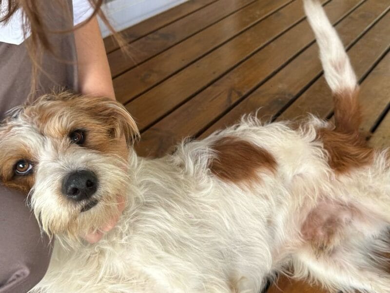 Hermoso perrito en adopción
