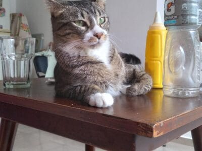 Jack busca un hogar responsable