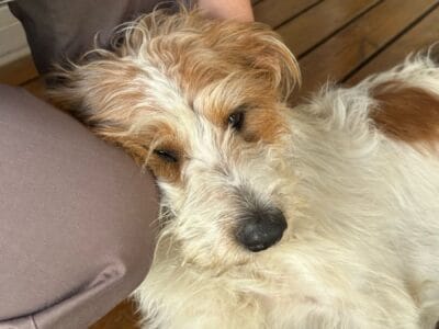 Hermoso perrito en adopción