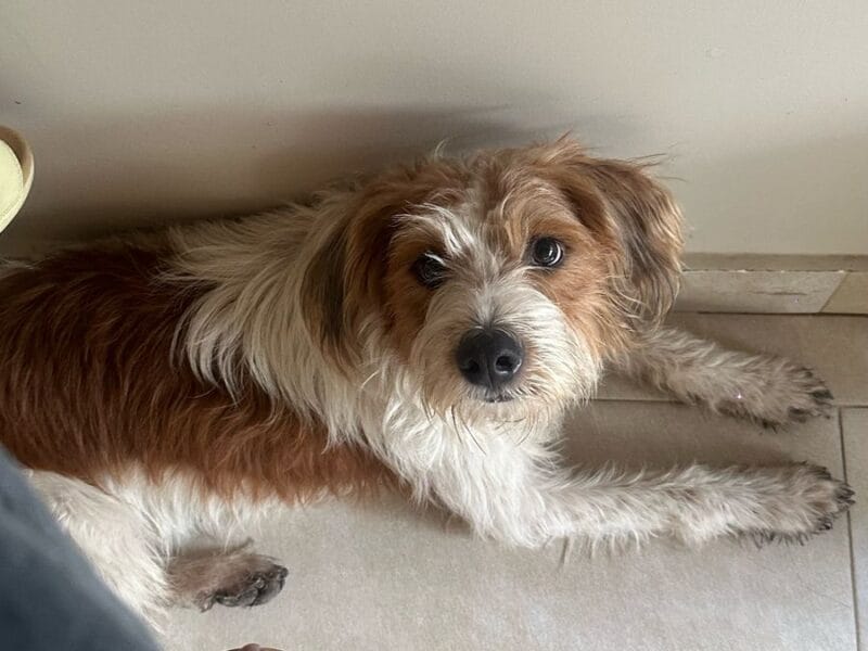 Hermoso perrito en adopción