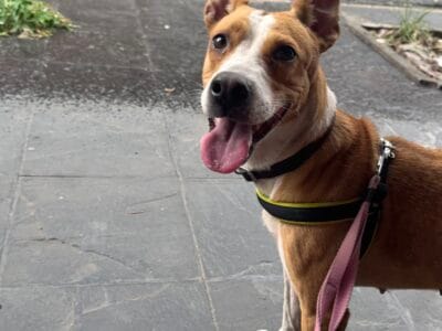 Perra en adopcion