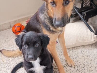 Mascotas en adopción