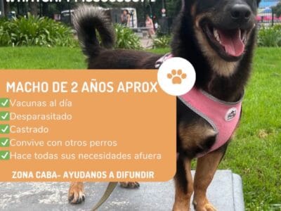 Negrito busca hogar!
