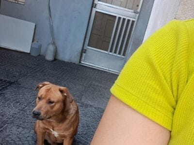 En adopción a persona responsable ( por mudanza y falta de espacio)
