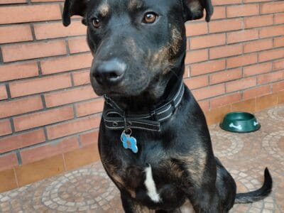 CACHORRÓN DE 9 MESES EN ADOPCIÓN