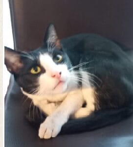 Hermoso animal. Macho 1 año de edad. Muy cariñoso, busca familia responsable.