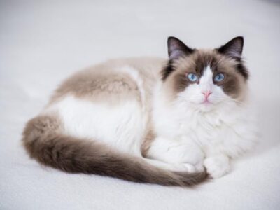 SE REGALA GATO DE 2 AÑOS, DEMASIADO MIMOSO Y DEMANTANTE, NO PUEDE ESTAR SOLO NECESITA COMPAÑIA HUMANA PORQUE ANIMALES NO HACEN EFECTO