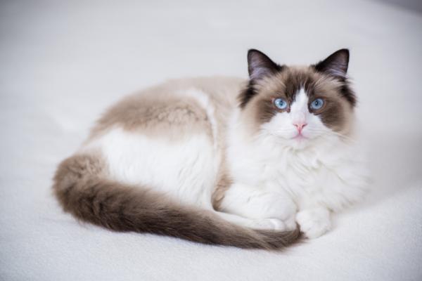 SE REGALA GATO DE 2 AÑOS, DEMASIADO MIMOSO Y DEMANTANTE, NO PUEDE ESTAR SOLO NECESITA COMPAÑIA HUMANA PORQUE ANIMALES NO HACEN EFECTO