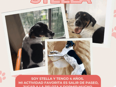 STELLA EN ADOPCION