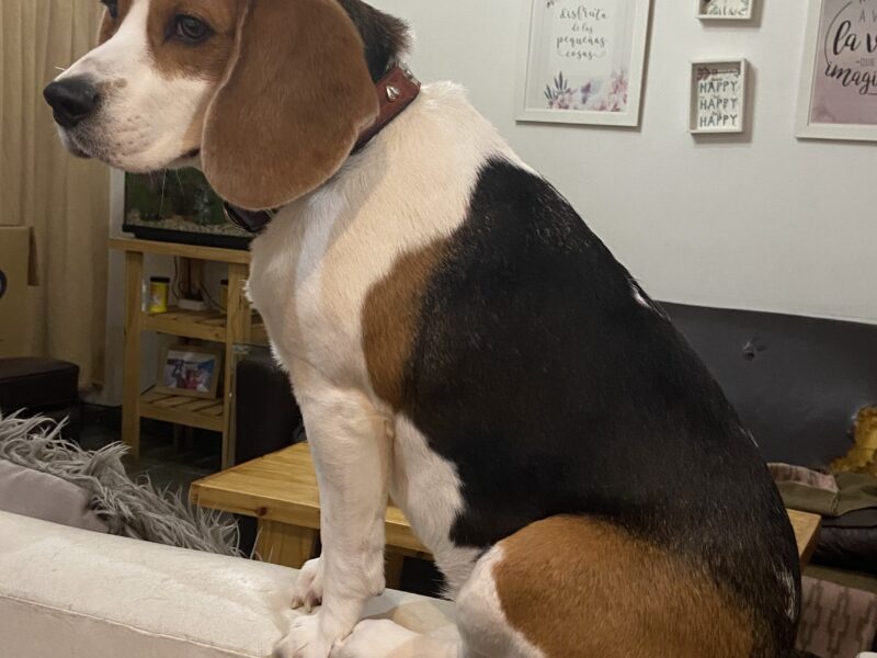 Se busca hogar para Rita