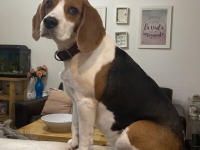 Se busca hogar para Rita
