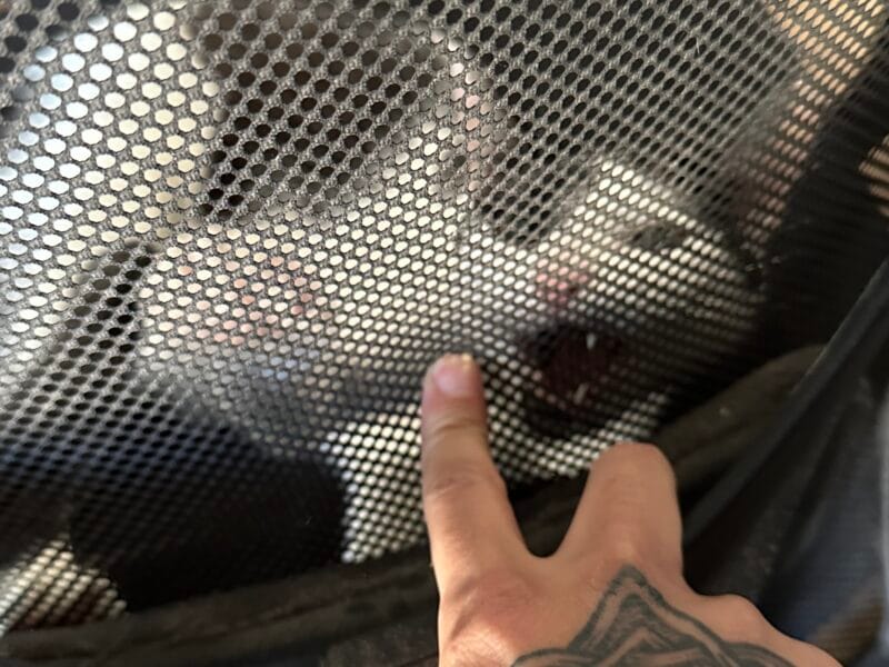 Gatita en adopción