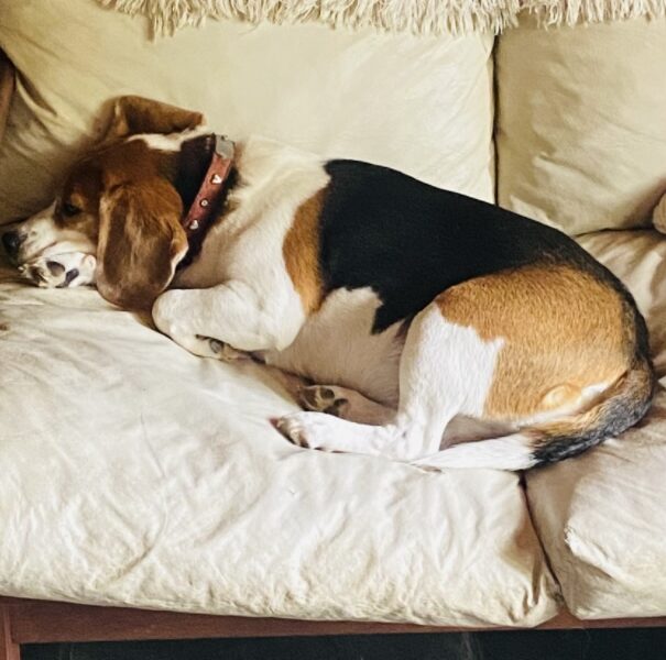 Se busca hogar para Rita