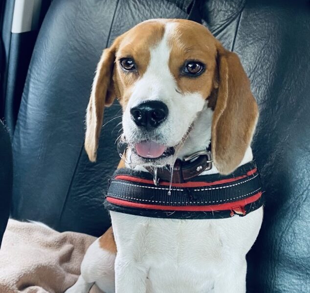 Se busca hogar para Rita