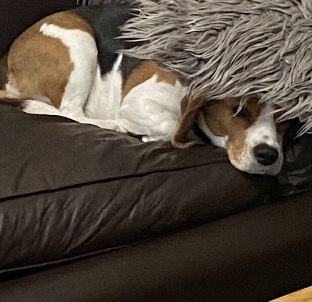 Se busca hogar para Rita