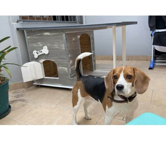 Se busca hogar para Rita