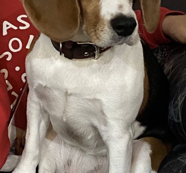 Se busca hogar para Rita
