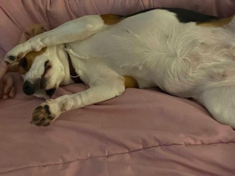 Se busca hogar para Rita