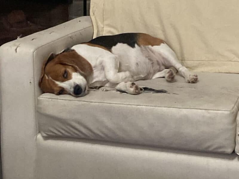 Se busca hogar para Rita