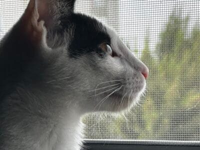 Gato en adopción super bueno