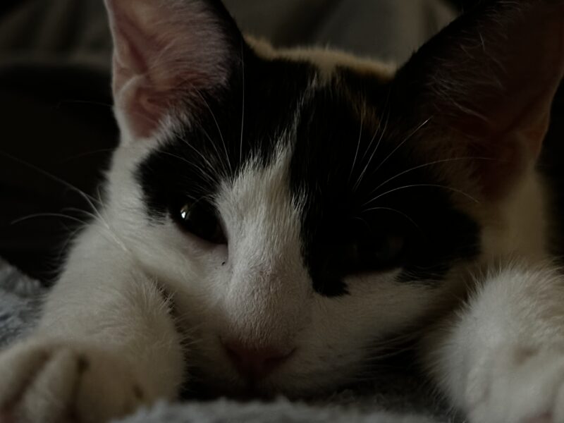 Gato en adopción super bueno