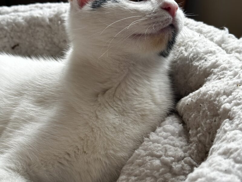 Gato en adopción super bueno