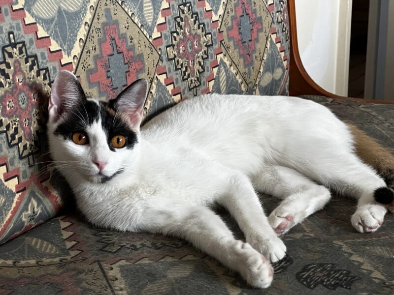 Gato en adopción super bueno