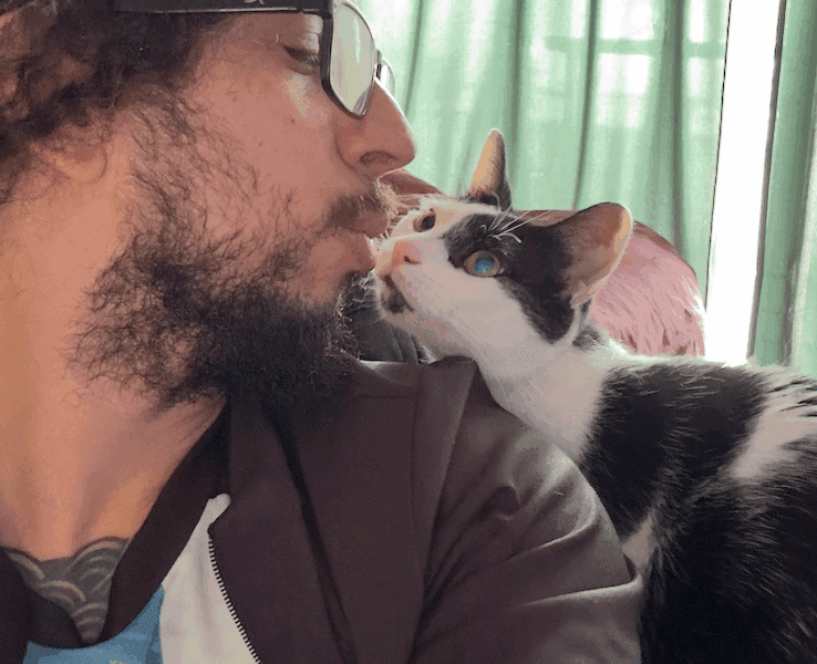 Gatita en adopción