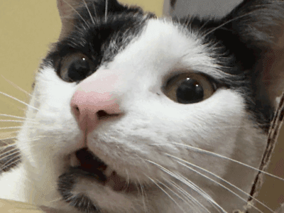 Gatita en adopción