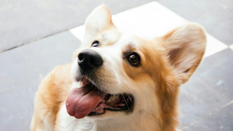 short-coated white and brown dog on white floor tiles