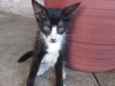Gatita para adopción en Pácora