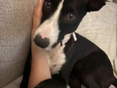 Cachorrita para adopción en Puerto Rico