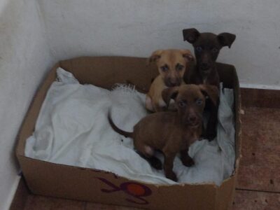 Cachorros encontrados