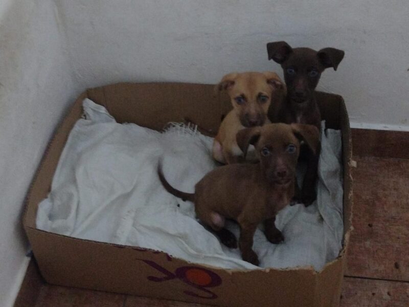 Cachorros encontrados