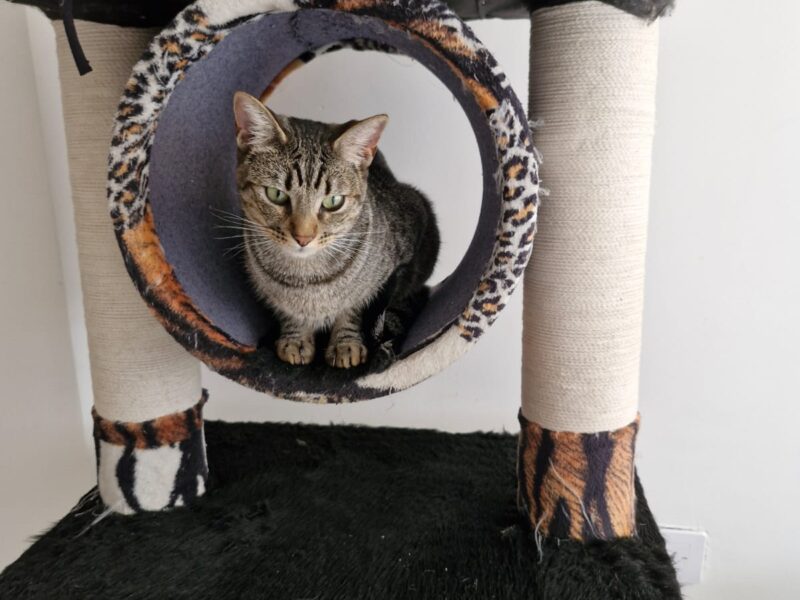 Hermanitos mellizos en adopción