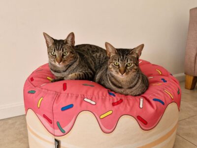 Hermanitos mellizos en adopción