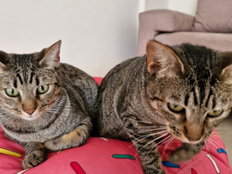 Hermanitos mellizos en adopción