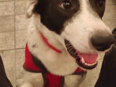 Perro adopción