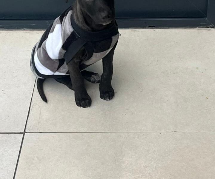 raul en adopcion