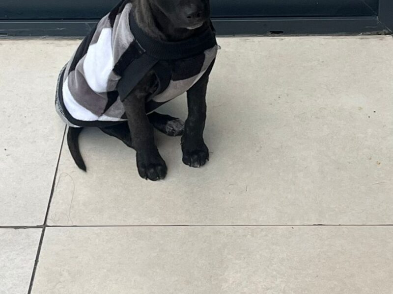 raul en adopcion