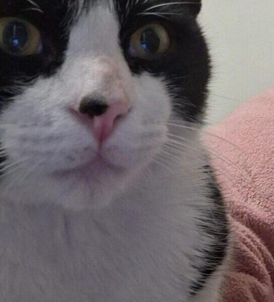 Gato Macho 8 meses - muy mimoso - castrado y con vacunas