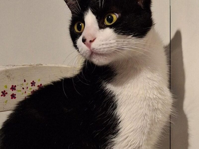 Gato Macho 8 meses - muy mimoso - castrado y con vacunas