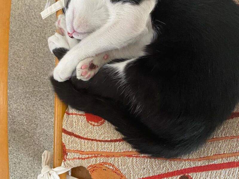 Gato Macho 8 meses - muy mimoso - castrado y con vacunas