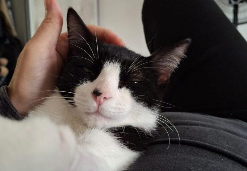 Gato Macho 8 meses - muy mimoso - castrado y con vacunas