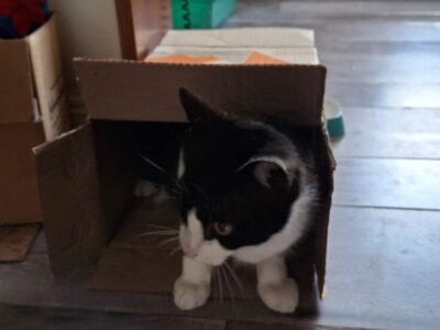 Gato Macho 8 meses - muy mimoso - castrado y con vacunas