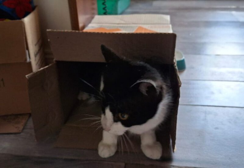 Gato Macho 8 meses - muy mimoso - castrado y con vacunas