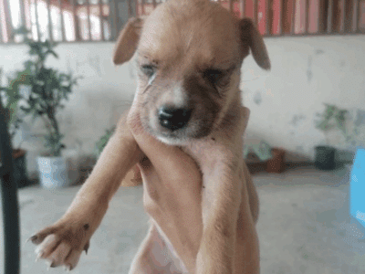 Cachorra en adopción en Panamá